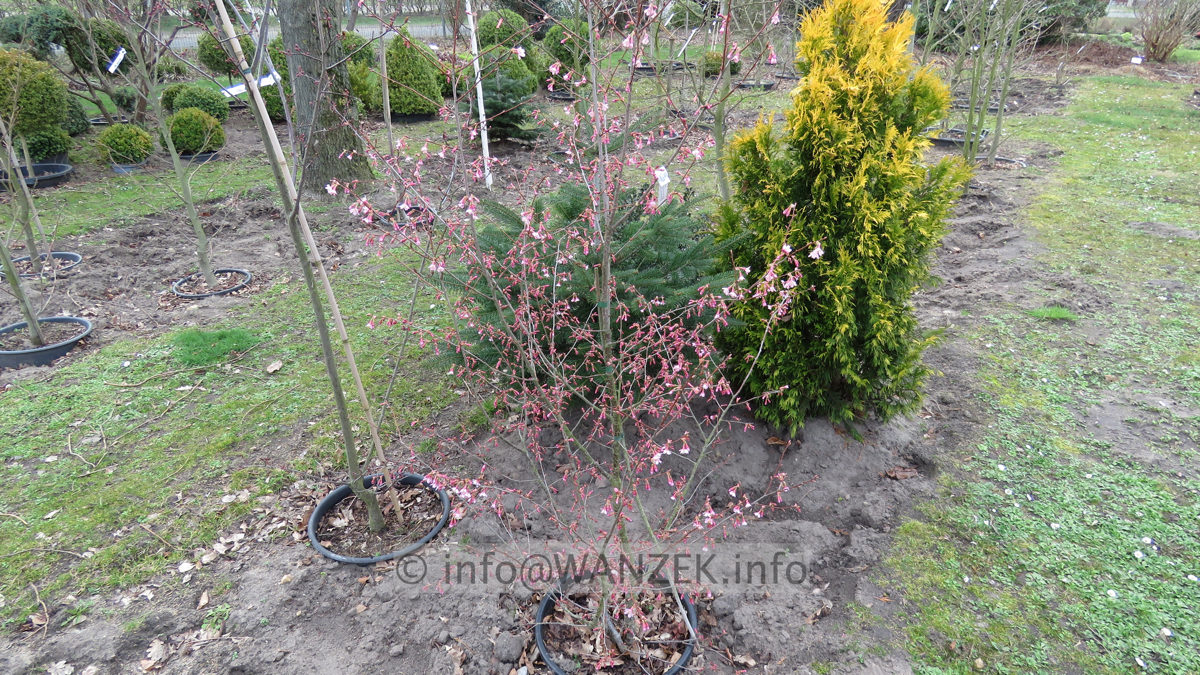 Prunus incisa Paean 06.JPG